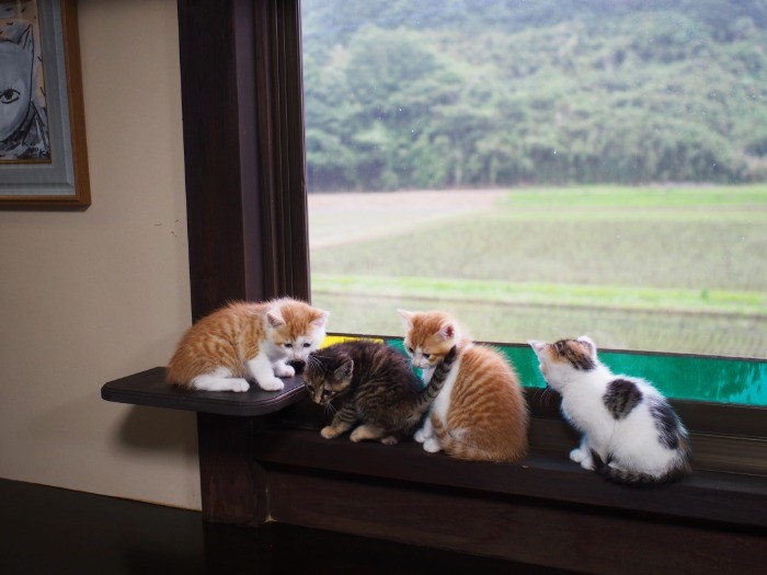 あずまやで、里親募集中の子猫たち。