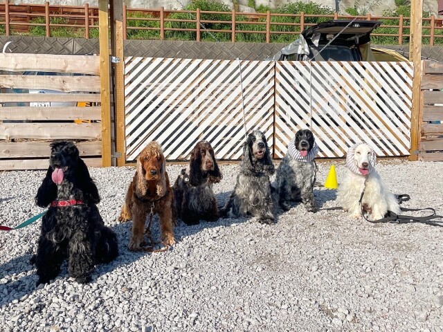 犬同士のトラブルで人間関係の悪化も グルキャンは失敗できない環境づくりが得策 犬 猫との幸せな暮らしのためのペット情報サイト Sippo