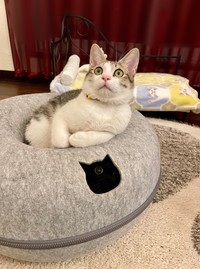 キジシロそらじろーくんがいますが、トトちゃんはどこでしょう？（おすんしぃさん提供）