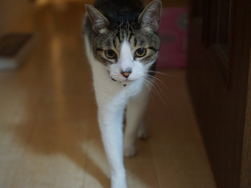 「僕は何があっても生き延びてきた。これからはこの家族と人生を歩くんだ、ずっとずっと」