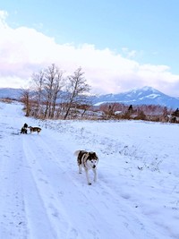 雪の中、同居犬とともに朝散歩を楽しむハウルくん（画像提供：ゆきまるさん）