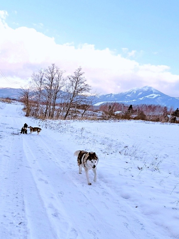 雪の中、同居犬とともに朝散歩を楽しむハウルくん（画像提供：ゆきまるさん）