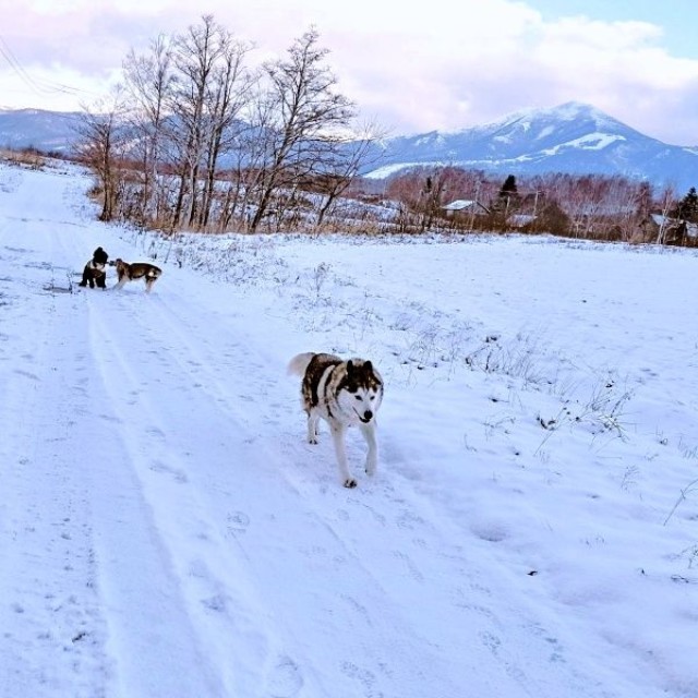 雪の中、同居犬とともに朝散歩を楽しむハウルくん（画像提供：ゆきまるさん）