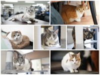会社の猫たち。凪（左上）、炎（右上）、小梅（中左）、雷（中中）、天（中右）、風（左下）、小夏（右下）