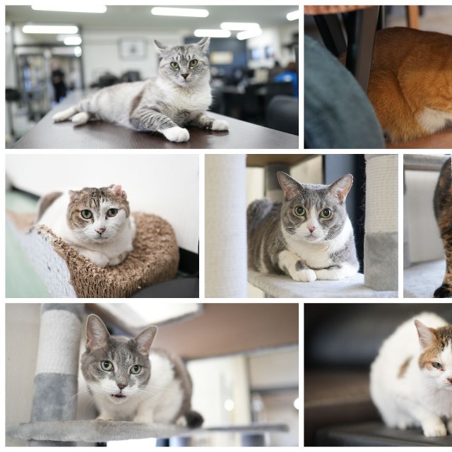 会社の猫たち。凪（左上）、炎（右上）、小梅（中左）、雷（中中）、天（中右）、風（左下）、小夏（右下）