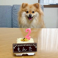 2026年2月9日、2歳の誕生日を迎えたもんたくん（画像提供：もんたさん）