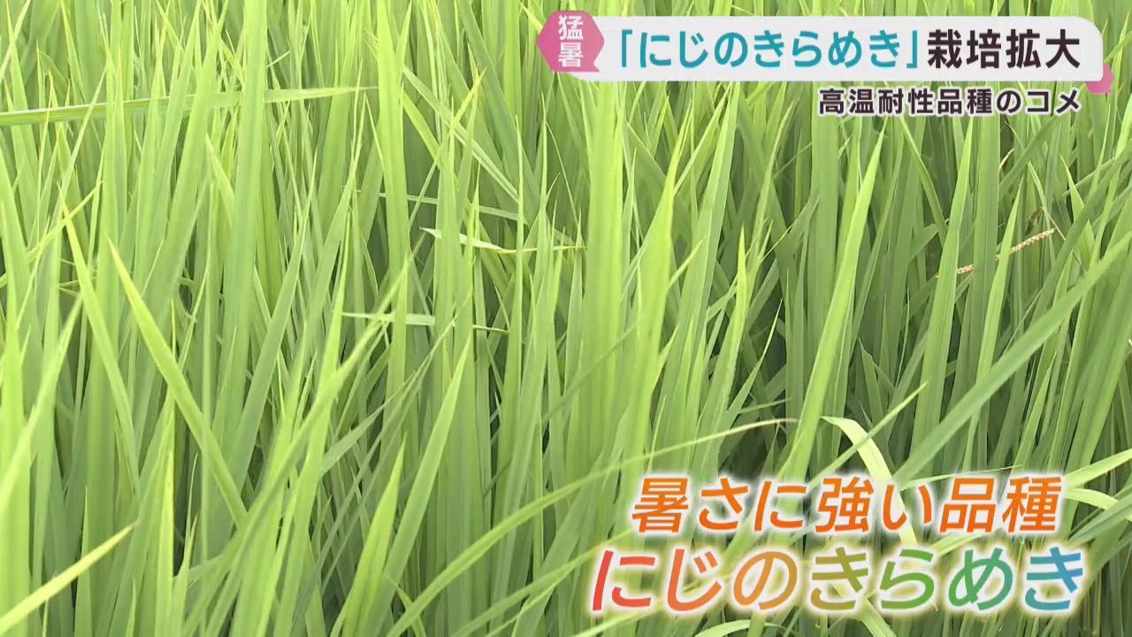 暑さに強い米の品種に注目　一方で新たなカメムシに懸念
