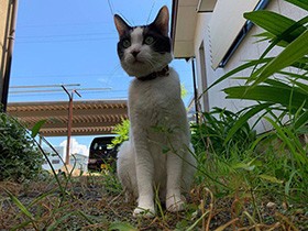 やんちゃな白黒猫「もか」　同居猫と今日も元気にぶつかり稽古