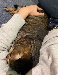 「日課の添い寝中」のまろくん（画像提供：宗方脩さん）
