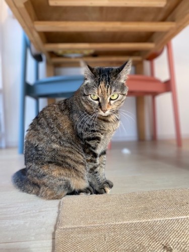 預かり猫のミルキー。被災地のレスキュー猫で警戒心が強い（良子さん提供）