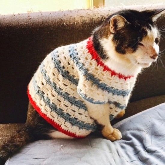 手編みのお洋服。「体をなめると毛が黒ずむから着せてもらったんだけど、似合うかな」（ときえさん提供）