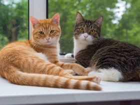 ２匹目の猫を迎える時のポイント　子猫の方が受け入れられやすい？どうやって慣らす？