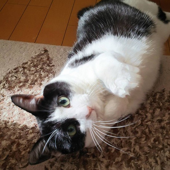 「悩殺ポーズに惚れてまうやろ？」（横野さん提供）