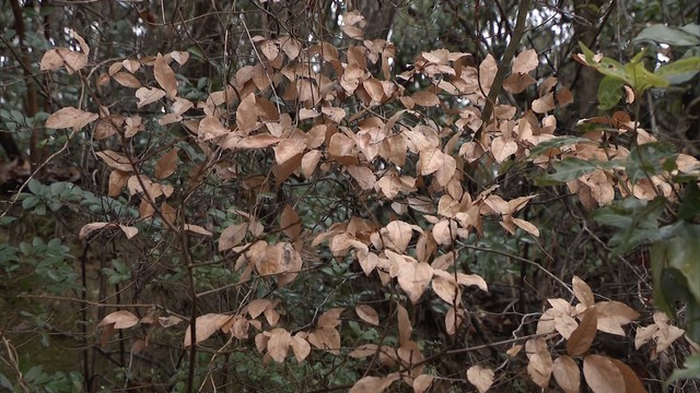 冬に葉が落ちない？　「受験のお守り」ヤマコウバシ　岡山・赤磐市