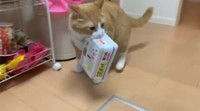 ※飼い主の方提供