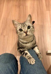 名まえを呼ばれたら、飼い主さんのもとへ駆けつける、あんこくん（画像提供：あんこともなか 充電ねこさん）