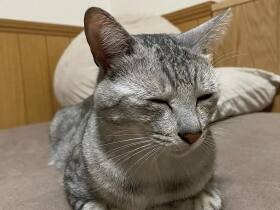 大好きなモッテコイ遊びで大満足！　たまらない表情で眠る雑種猫「咲（サク）」