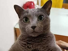 めずらしく甘えて立ち抱っこ　ロシアンブルー美女の「フラン」　