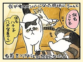 ぺちゃ鼻姉妹改め、魚卵シスターズ　やっぱ、猫じゃけぇ(38)