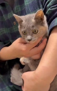 骨融合がうまくいかず、東京で手術をするかどうか…（NPO法人「ねこけん」さん提供、Xよりキャプチャ撮影）