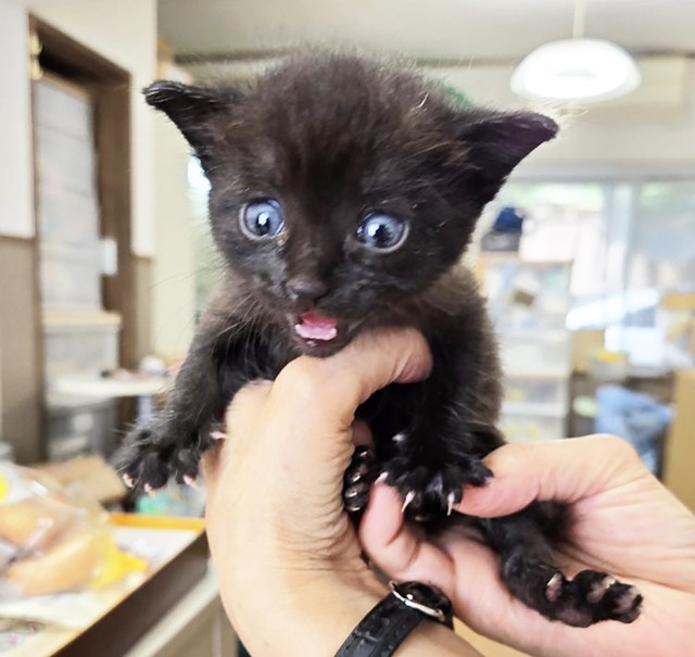 ドブの中に埋もれていた生まれたばかりの子猫