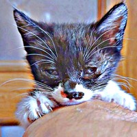 保護時、生後約1カ月ちょっとだった小さなまぎちゃん（画像提供：hiro_8083さん）