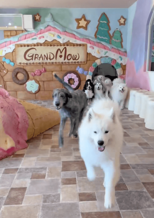 大型犬カフェGRAND MOUでは大型犬と触れ合える（大型犬カフェGRAND MOU《ぐらんむー》提供）