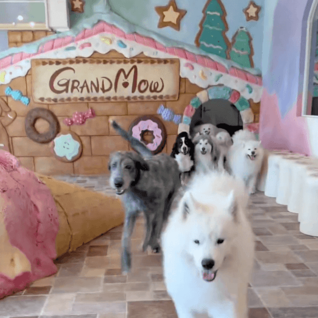 大型犬カフェGRAND MOUでは大型犬と触れ合える（大型犬カフェGRAND MOU《ぐらんむー》提供）