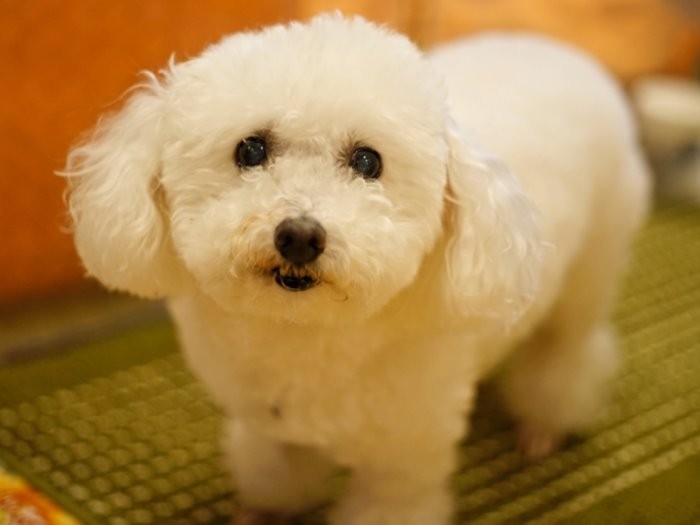 ラナはあどけない表情だが１４歳　（庄辛琪　撮影）