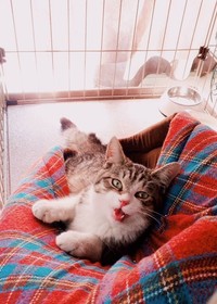 今よりもあどけない保護当初のアイビーくん