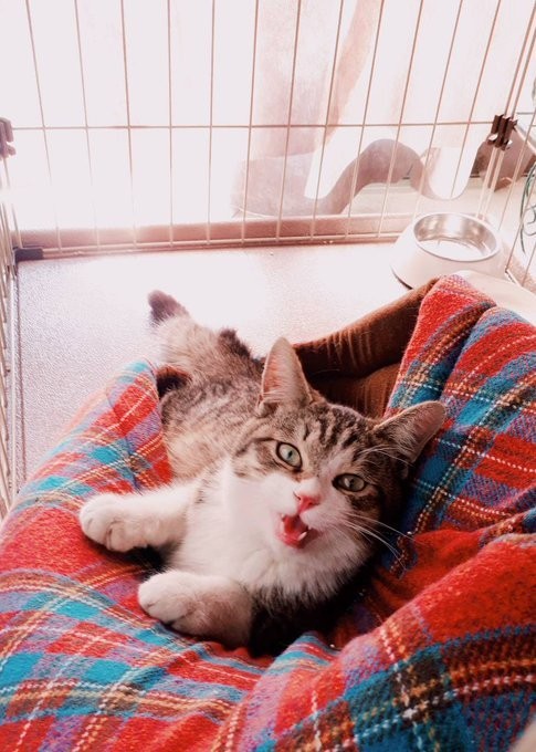 今よりもあどけない保護当初のアイビーくん