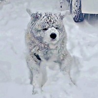 まるで白クマ！？ 雪でコーティングされたような純ちゃん（画像提供：秋田犬 純：Akita Inu Junさん）