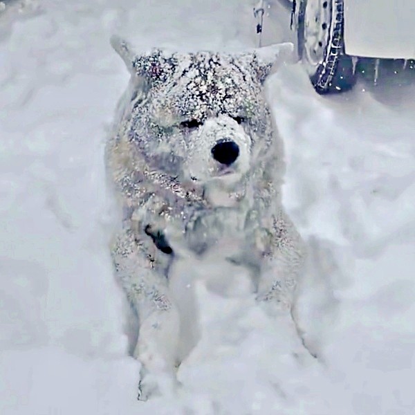 まるで白クマ！？ 雪でコーティングされたような純ちゃん（画像提供：秋田犬 純：Akita Inu Junさん）