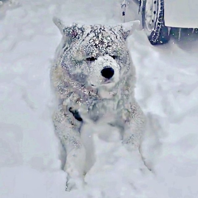 まるで白クマ！？ 雪でコーティングされたような純ちゃん（画像提供：秋田犬 純：Akita Inu Junさん）