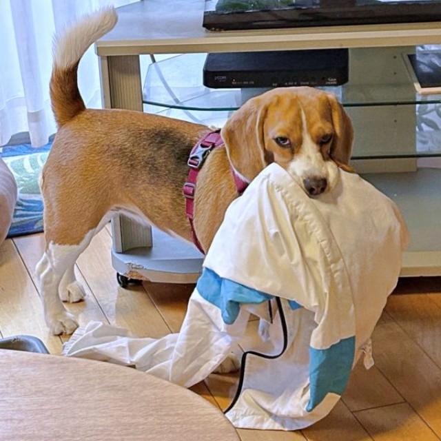 雨で散歩は中止に。飼い主さんの散歩着をくわえてご機嫌ななめなふてちゃん（画像提供：ふてぶてしい犬さん）