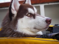 手術が無事成功しますように