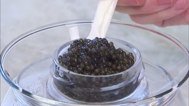 廃校でチョウザメを飼育!?世界で戦う「瀬戸内キャビア」フランスで三つ星評価も獲得　香川・東かがわ市