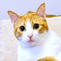 「驚かせちゃった？」。表情豊かなぽーちゃん（画像提供：ぽーの呟き…ときどきテトさん）