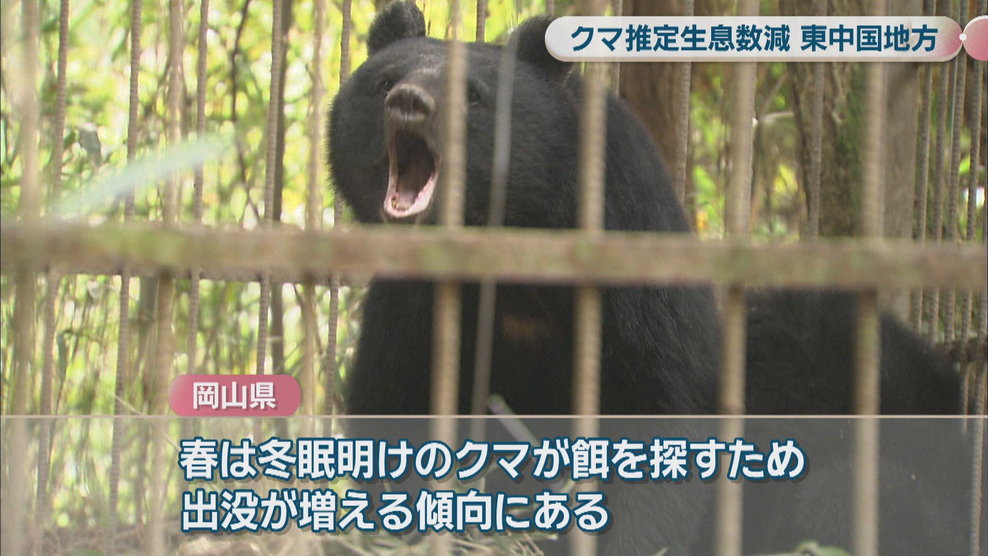 ツキノワグマの推定生息数が過去5年で最少 岡山県は狩猟自粛を要請する