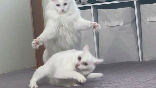 ねるくんの背後から襲いかかる、高貴なオッドアイ女子、くうちゃん（画像提供：くうねる さん）