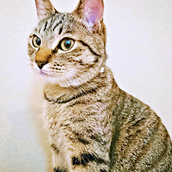 保護から1年、すくすく成長した茶さん（画像提供：MERRY and BRIGHTさん）