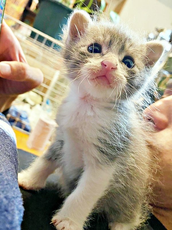 死んでしまった母猫のそばで鳴く子猫…「動物を飼う、飼わない」で夫婦げんか中に保護 ぽてぽて歩く姿に「家族になろう」→立派に成長|まいどなニュース