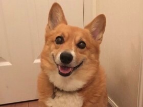 「死」があるからこそ「生」に意味がある　15歳の愛犬を亡くして学んだこと