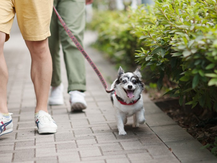 「今日はイタリアンレストランまで散歩だって」（小林写函撮影）