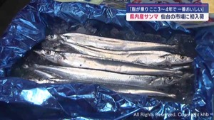 「脂が乗りここ３〜４年で一番おいしい」　宮城県産サンマ　仙台の卸売市場に初入荷