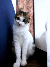 すくすくと成長した三美ちゃん（画像提供：三美お嬢様はお猫様さん）