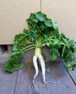 倉敷市の家庭菜園で収穫されたセクシーすぎる!?大根（視聴者提供）