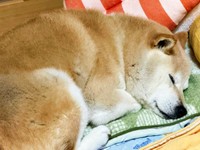 水族館から帰宅後、爆睡するゆめちゃん（画像提供：柴犬の見る夢さん）