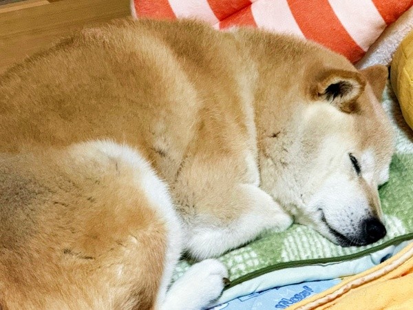 水族館から帰宅後、爆睡するゆめちゃん（画像提供：柴犬の見る夢さん）