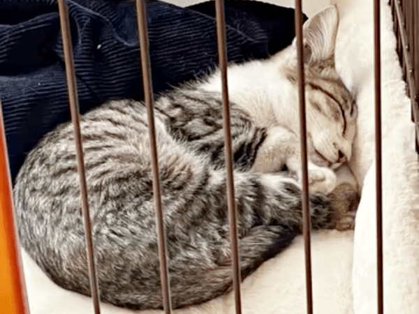 ケージの中で眠りにつくそぼろくん（画像提供：おかかとそぼろの成長記録さん）